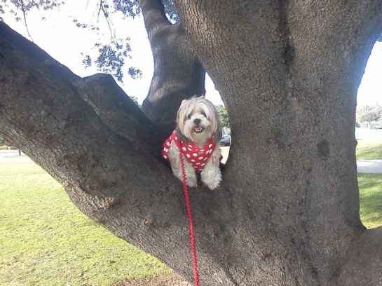 heidi in tree